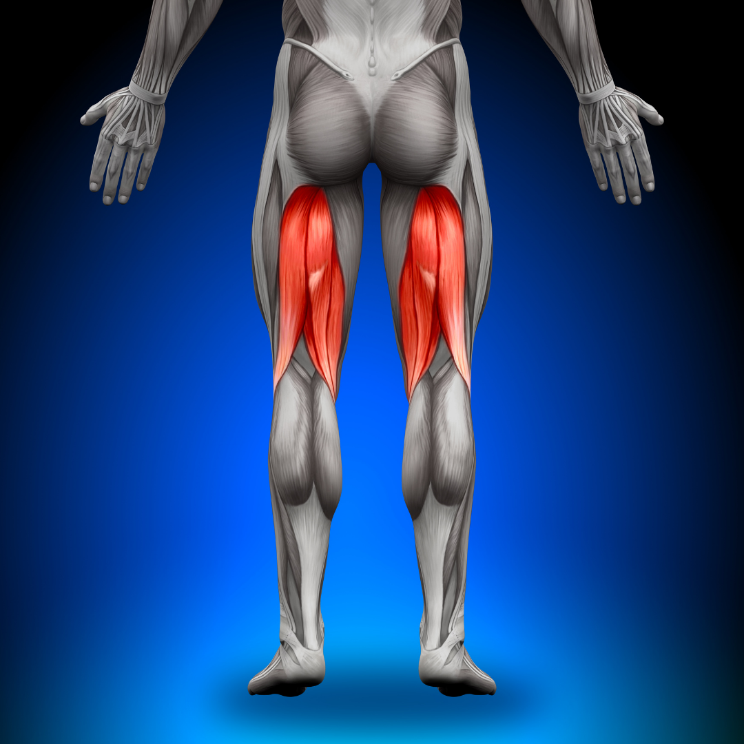 Hamstrings get activated in the Single Leg Romanian Deadlift 